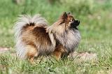 SPITZ ALLEMAND 278